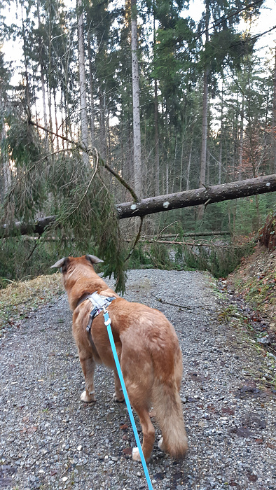 Klicke auf die Grafik für eine vergrößerte Ansicht  Name: wald6.jpg Ansichten: 0 Größe: 4,03 MB ID: 3235626