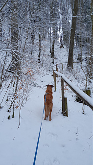 Klicke auf die Grafik für eine vergrößerte Ansicht  Name: Buddy_4.jpg Ansichten: 0 Größe: 3,53 MB ID: 3238922