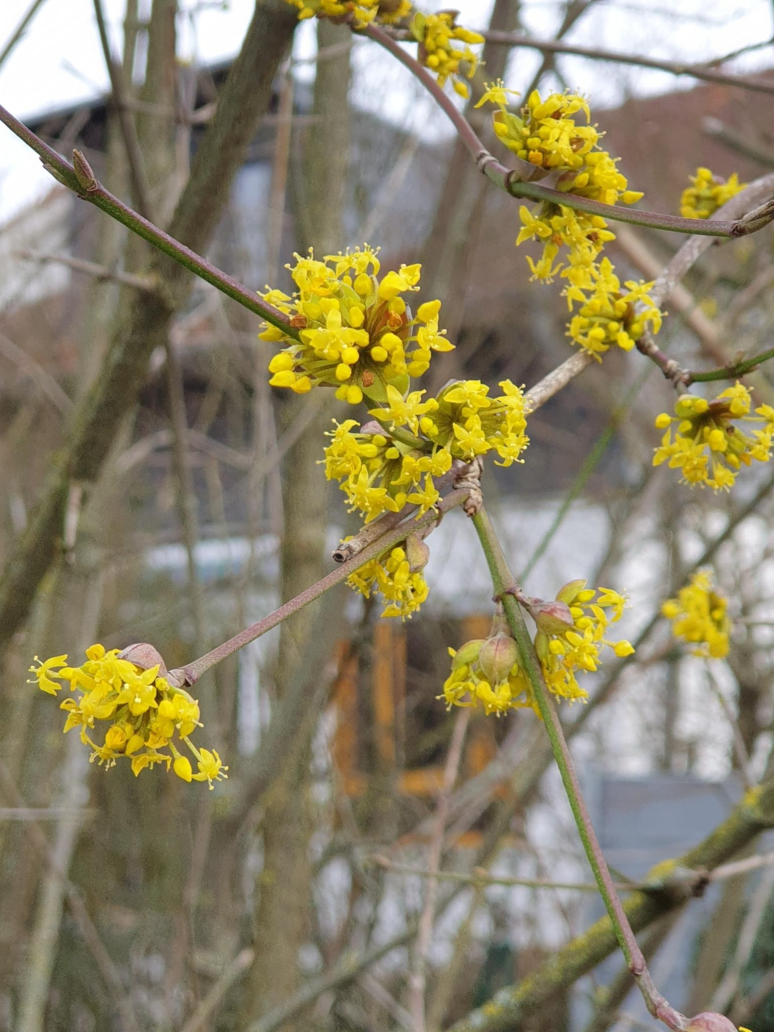 Klicke auf die Grafik für eine vergrößerte Ansicht  Name: Kornelkirsche.jpg Ansichten: 0 Größe: 582,4 KB ID: 3243774