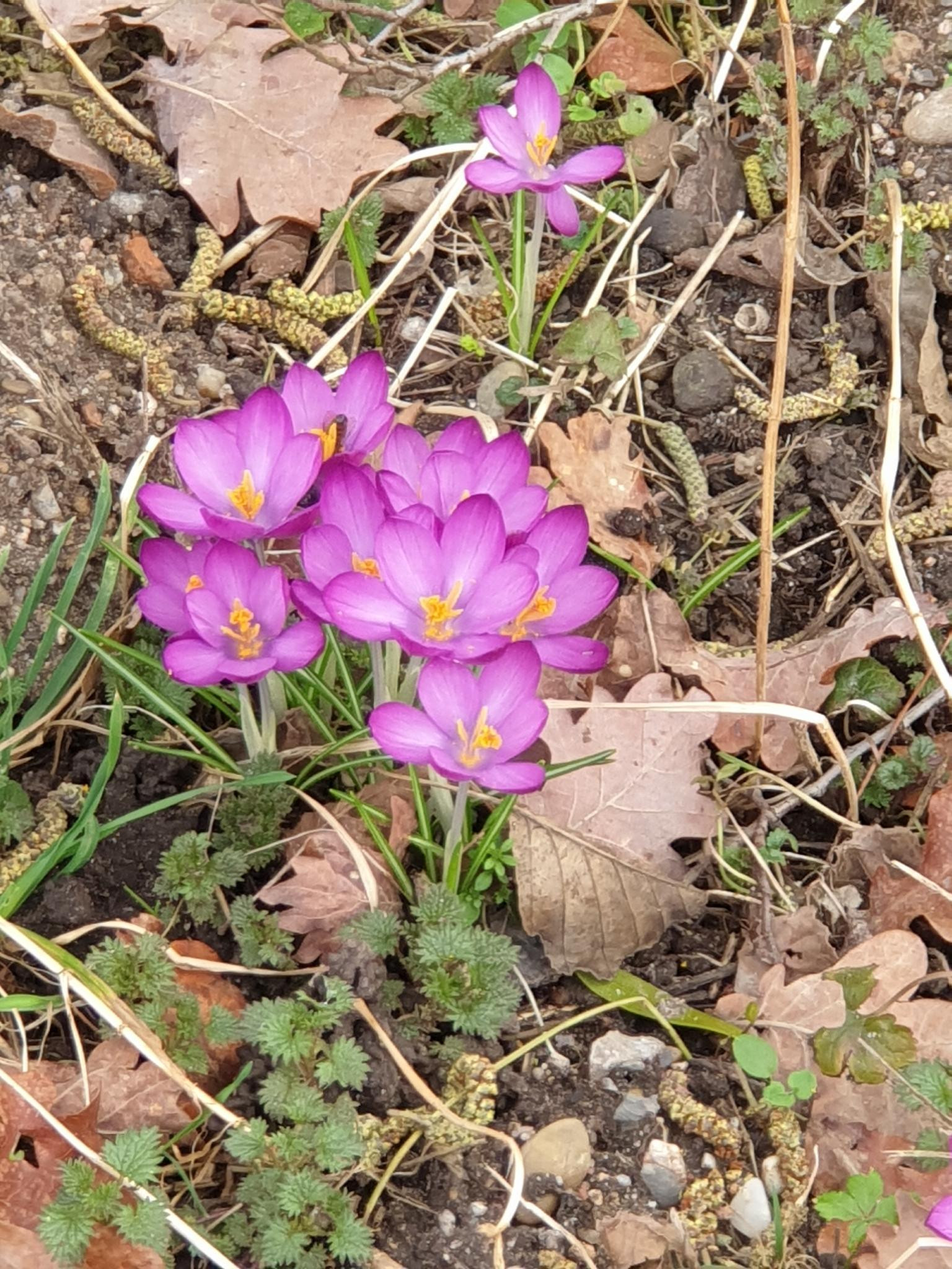 Klicke auf die Grafik für eine vergrößerte Ansicht  Name: Krokus.jpg Ansichten: 0 Größe: 840,0 KB ID: 3243775