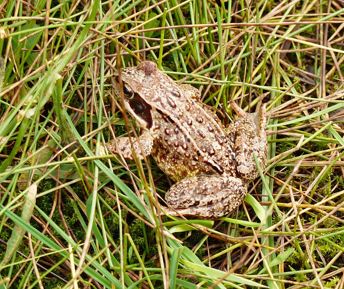 Klicke auf die Grafik für eine vergrößerte Ansicht  Name: 22_202308_NOR_Borgefjell_054.jpg Ansichten: 0 Größe: 2,37 MB ID: 3244032