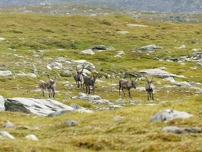 Klicke auf die Grafik für eine vergrößerte Ansicht

Name: 42_202308_NOR_Borgefjell_084.jpg
Ansichten: 958
Größe: 3,93 MB
ID: 3244688