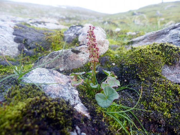 Klicke auf die Grafik für eine vergrößerte Ansicht  Name: 49_202308_NOR_Borgefjell_101.jpg Ansichten: 0 Größe: 2,93 MB ID: 3245449