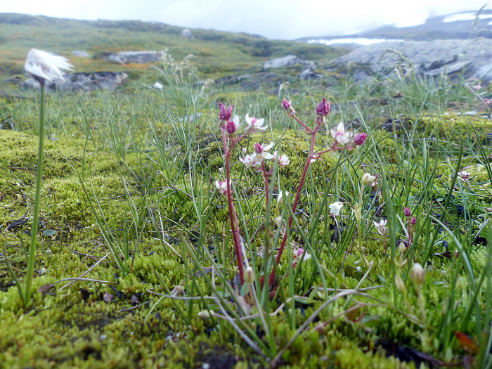 Klicke auf die Grafik für eine vergrößerte Ansicht  Name: 50_202308_NOR_Borgefjell_102.jpg Ansichten: 0 Größe: 3,53 MB ID: 3245450