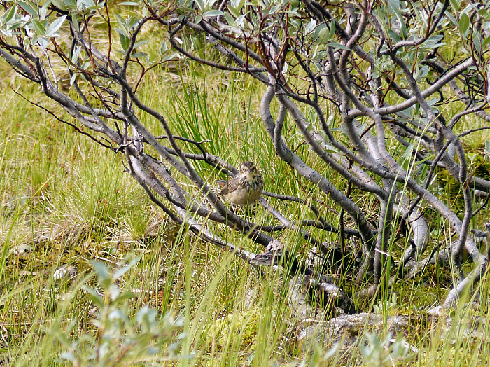 Klicke auf die Grafik für eine vergrößerte Ansicht

Name: 202308_NOR_Borgefjell_132.jpg
Ansichten: 602
Größe: 2,06 MB
ID: 3250296