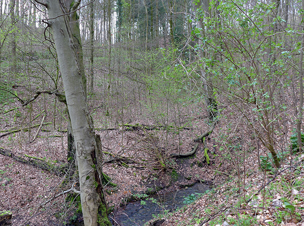 Klicke auf die Grafik für eine vergrößerte Ansicht  Name: QU_Iborn.jpg Ansichten: 0 Größe: 206,4 KB ID: 3252238