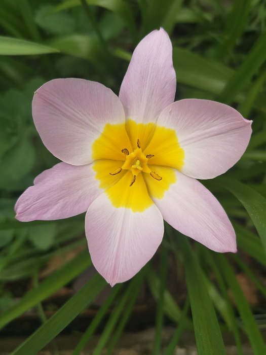 Klicke auf die Grafik für eine vergrößerte Ansicht

Name: 1_Tulpe.jpg
Ansichten: 713
Größe: 1,45 MB
ID: 3252887