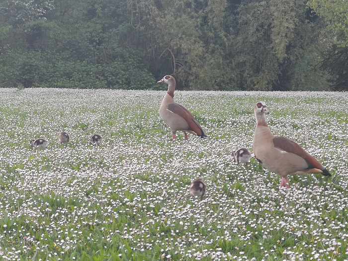 Klicke auf die Grafik für eine vergrößerte Ansicht

Name: 8_Nachwuchs_Wiese.jpg
Ansichten: 708
Größe: 2,80 MB
ID: 3252898