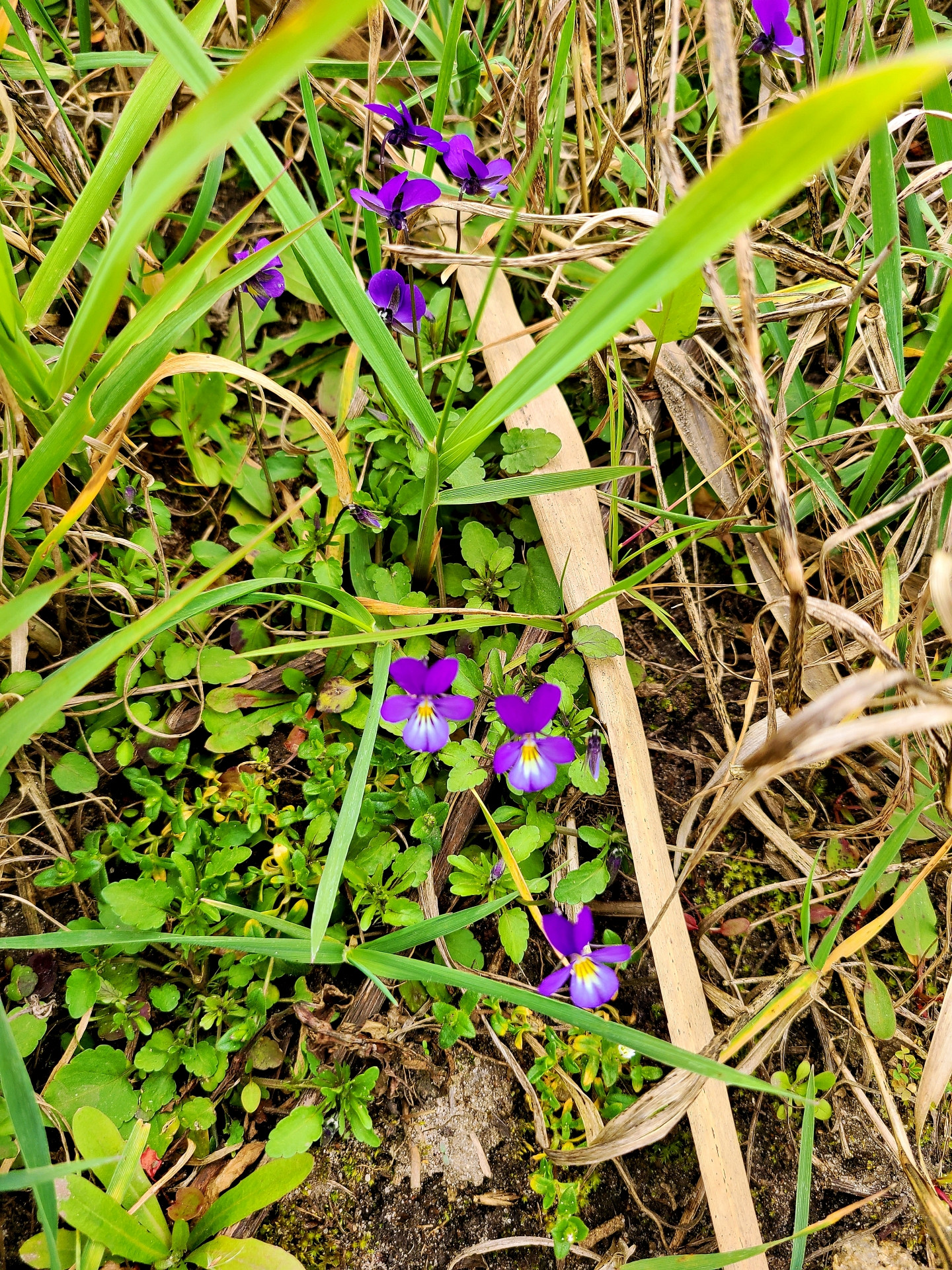 Klicke auf die Grafik für eine vergrößerte Ansicht  Name: S20_20240401_135027R.jpg Ansichten: 0 Größe: 1,56 MB ID: 3252997