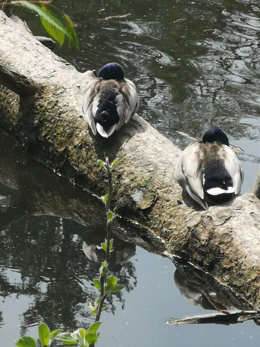 Klicke auf die Grafik für eine vergrößerte Ansicht

Name: 3_Enten.jpg
Ansichten: 554
Größe: 1,76 MB
ID: 3253490