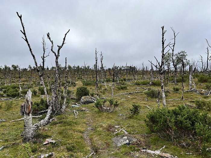 Klicke auf die Grafik für eine vergrößerte Ansicht  Name: 20230-09 Varanger - 000520.jpg Ansichten: 0 Größe: 4,99 MB ID: 3253928