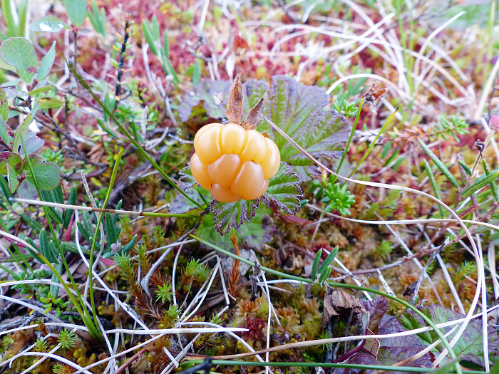 Klicke auf die Grafik für eine vergrößerte Ansicht

Name: 202308_NOR_Borgefjell_221.jpg
Ansichten: 441
Größe: 3,41 MB
ID: 3254144
