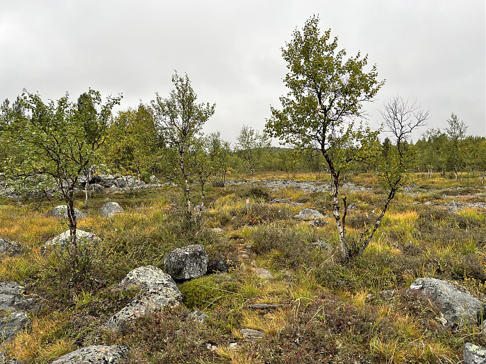 Klicke auf die Grafik für eine vergrößerte Ansicht  Name: 20230-09 Varanger - 001059.jpg Ansichten: 0 Größe: 6,43 MB ID: 3254244