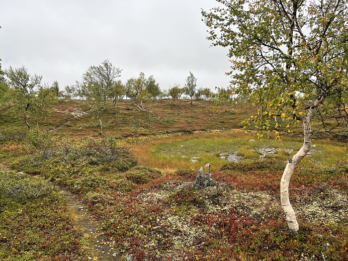 Klicke auf die Grafik für eine vergrößerte Ansicht  Name: 20230-09 Varanger - 001113.jpg Ansichten: 0 Größe: 6,85 MB ID: 3254253