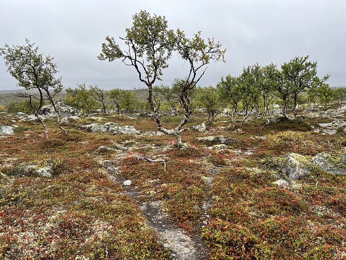 Klicke auf die Grafik für eine vergrößerte Ansicht  Name: 20230-09 Varanger - 001138.jpg Ansichten: 0 Größe: 7,04 MB ID: 3254256