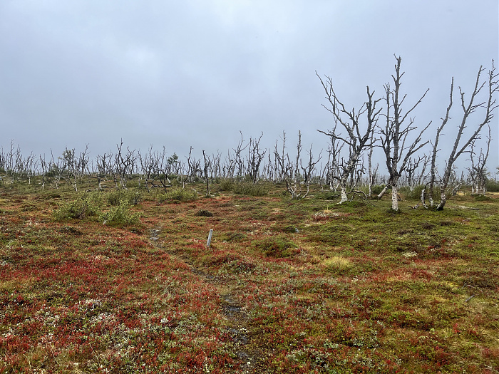 Klicke auf die Grafik für eine vergrößerte Ansicht  Name: 20230-09 Varanger - 001140.jpg Ansichten: 0 Größe: 5,14 MB ID: 3254259
