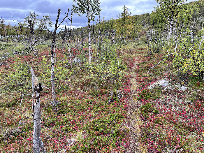 Klicke auf die Grafik für eine vergrößerte Ansicht  Name: 20230-09 Varanger - 001338.jpg Ansichten: 0 Größe: 8,55 MB ID: 3254411