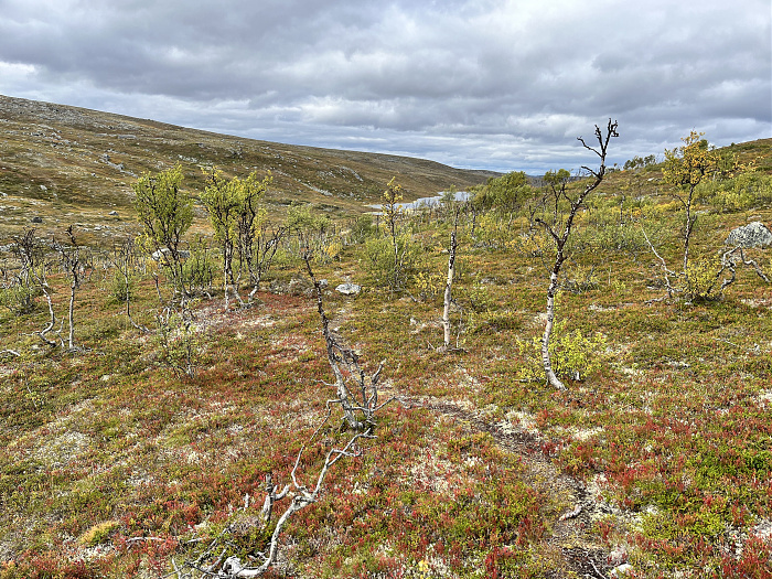Klicke auf die Grafik für eine vergrößerte Ansicht  Name: 20230-09 Varanger - 001347.jpg Ansichten: 0 Größe: 7,28 MB ID: 3254412