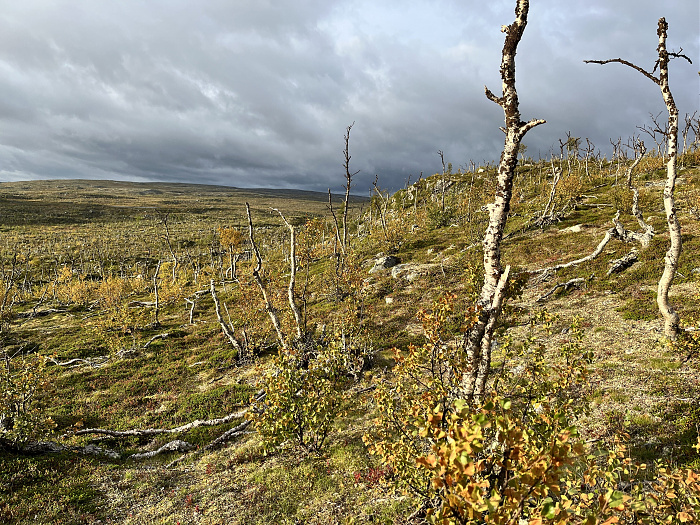 Klicke auf die Grafik für eine vergrößerte Ansicht  Name: 20230-09 Varanger - 001453.jpg Ansichten: 0 Größe: 6,51 MB ID: 3254486