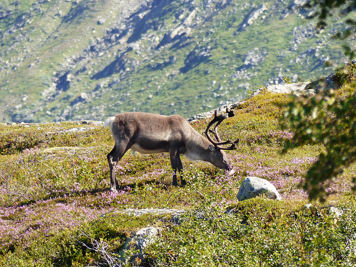 Klicke auf die Grafik für eine vergrößerte Ansicht

Name: 202308_NOR_Borgefjell_237.jpg
Ansichten: 397
Größe: 4,69 MB
ID: 3254872