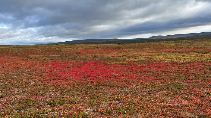 Klicke auf die Grafik für eine vergrößerte Ansicht  Name: 20230-09 Varanger - 001646.jpg Ansichten: 0 Größe: 1,82 MB ID: 3255010