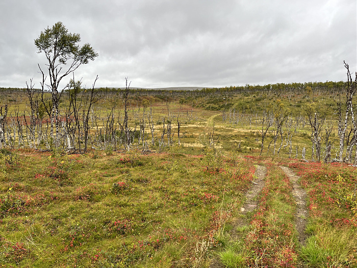 Klicke auf die Grafik für eine vergrößerte Ansicht  Name: 20230-09 Varanger - 001661.jpg Ansichten: 0 Größe: 5,88 MB ID: 3255021