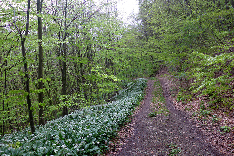 Klicke auf die Grafik für eine vergrößerte Ansicht  Name: Weserberglandweg_128.jpg Ansichten: 0 Größe: 308,9 KB ID: 3255438