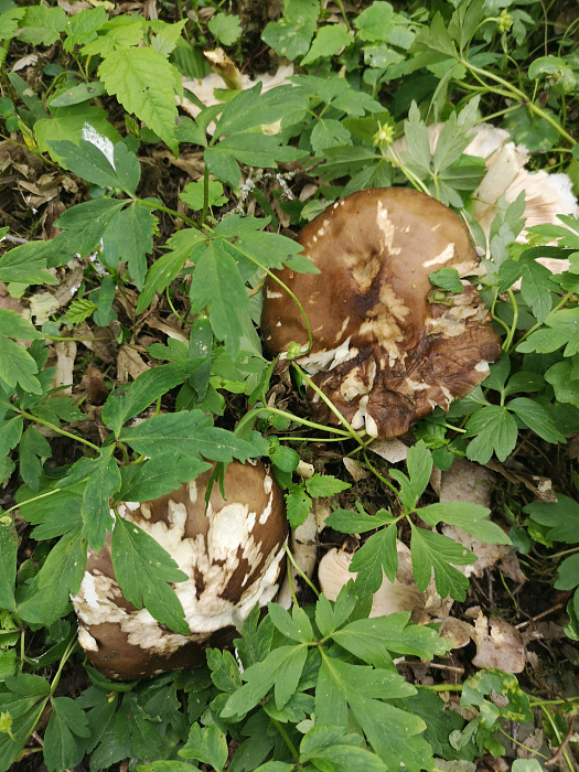 Klicke auf die Grafik für eine vergrößerte Ansicht

Name: Pilz.jpg
Ansichten: 249
Größe: 2,12 MB
ID: 3256479