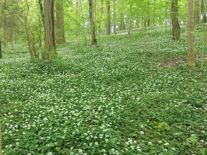 Klicke auf die Grafik für eine vergrößerte Ansicht

Name: Wald.jpg
Ansichten: 154
Größe: 4,48 MB
ID: 3256482