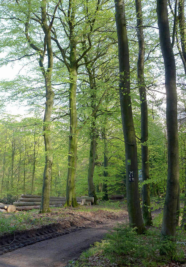 Klicke auf die Grafik für eine vergrößerte Ansicht

Name: Weserberglandweg_147.jpg
Ansichten: 883
Größe: 575,5 KB
ID: 3256729