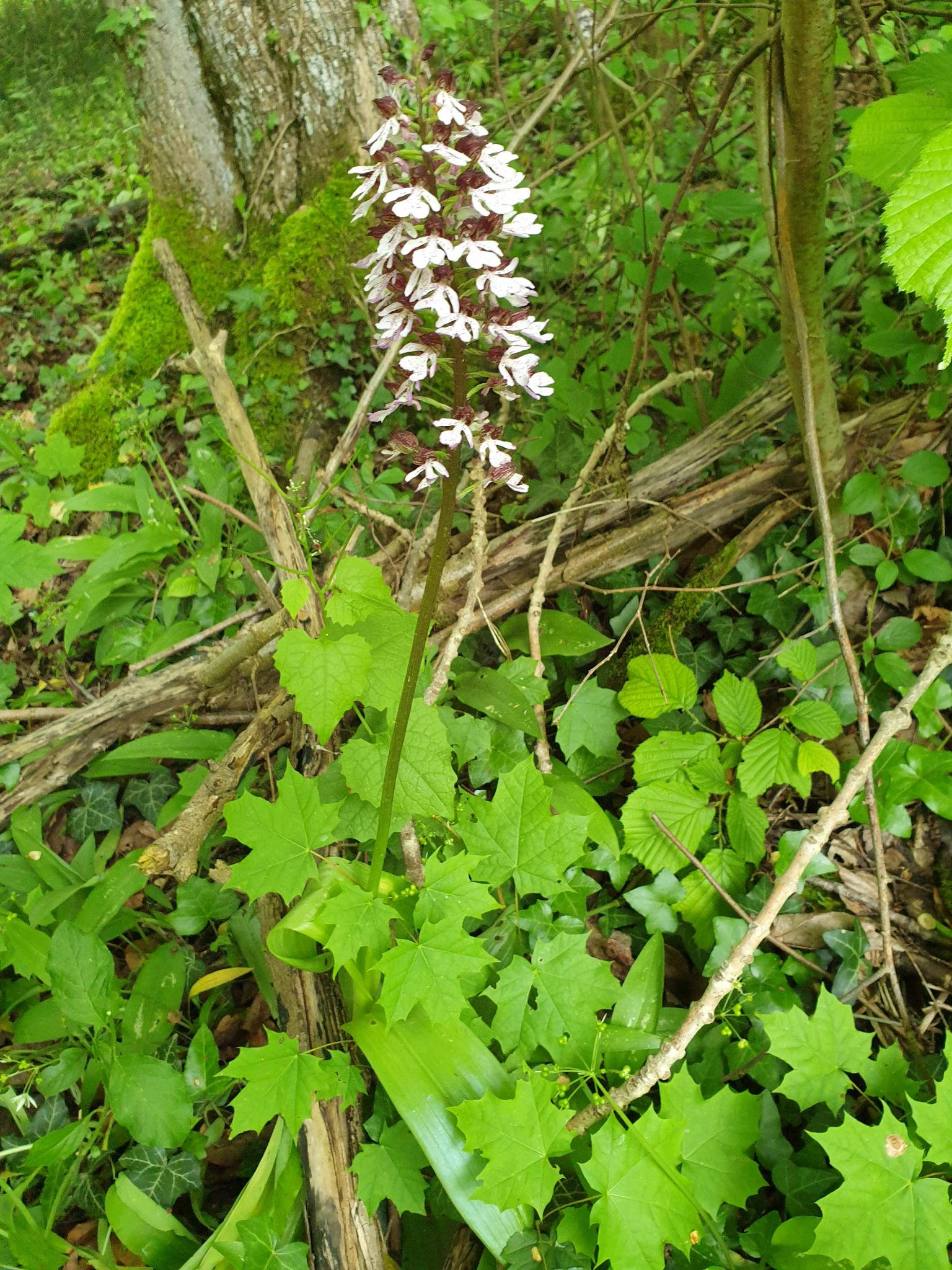 Klicke auf die Grafik für eine vergrößerte Ansicht

Name: Orchis purpurea.jpg
Ansichten: 191
Größe: 998,4 KB
ID: 3258046