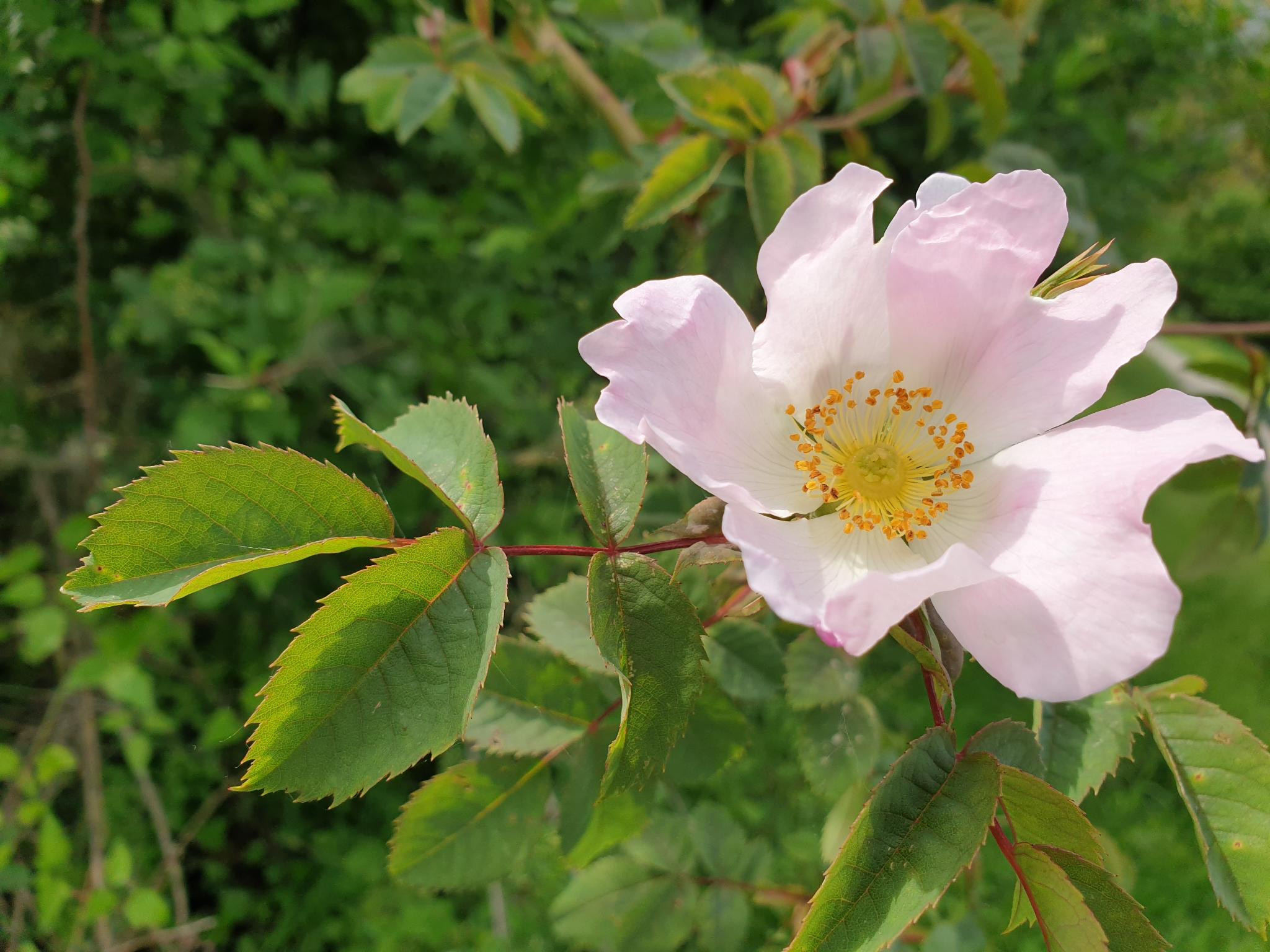 Klicke auf die Grafik für eine vergrößerte Ansicht

Name: Rosa canina.jpg
Ansichten: 188
Größe: 514,4 KB
ID: 3258049