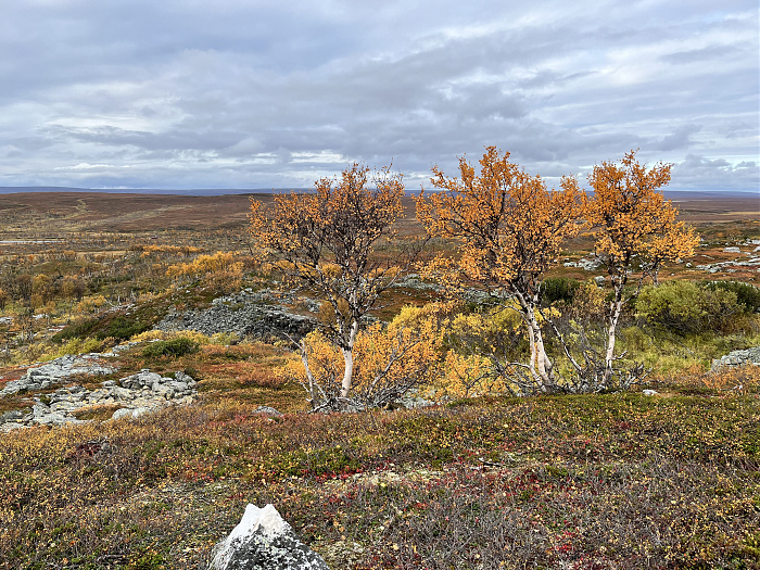 Klicke auf die Grafik für eine vergrößerte Ansicht  Name: 20230-09 Varanger - 003621.jpg Ansichten: 0 Größe: 6,59 MB ID: 3262742