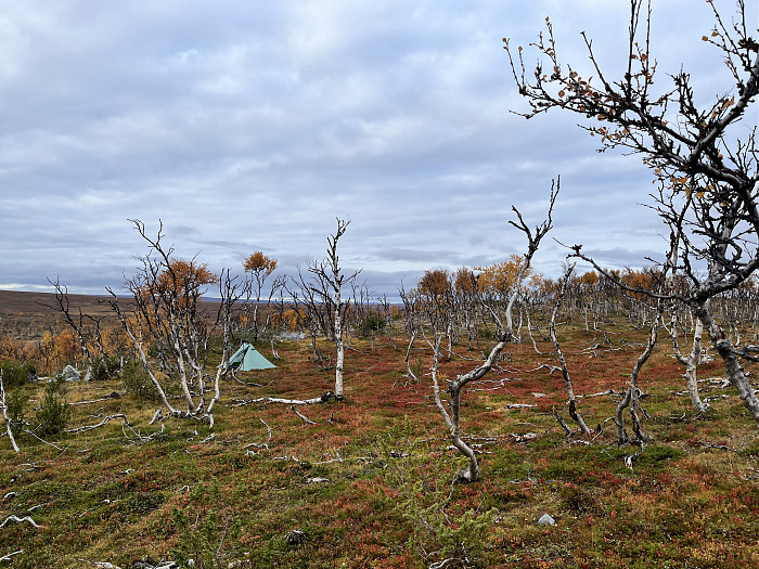 Klicke auf die Grafik für eine vergrößerte Ansicht  Name: 20230-09 Varanger - 003638.jpg Ansichten: 0 Größe: 5,04 MB ID: 3262745