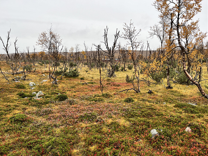 Klicke auf die Grafik für eine vergrößerte Ansicht  Name: 20230-09 Varanger - 003658.jpg Ansichten: 0 Größe: 7,34 MB ID: 3262820