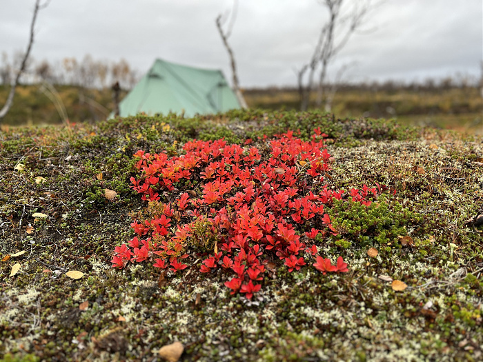 Klicke auf die Grafik für eine vergrößerte Ansicht  Name: 20230-09 Varanger - 003768.jpg Ansichten: 0 Größe: 4,19 MB ID: 3262847