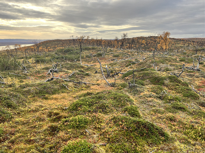 Klicke auf die Grafik für eine vergrößerte Ansicht  Name: 20230-09 Varanger - 003895.jpg Ansichten: 0 Größe: 6,87 MB ID: 3262890