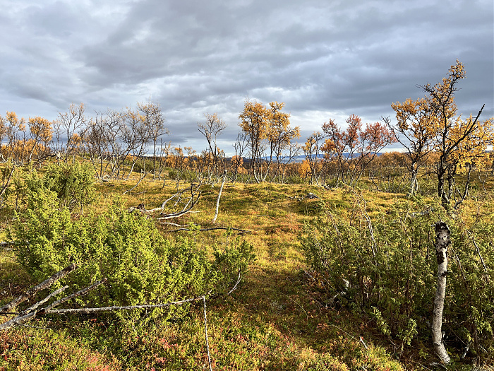 Klicke auf die Grafik für eine vergrößerte Ansicht  Name: 20230-09 Varanger - 003878.jpg Ansichten: 0 Größe: 6,97 MB ID: 3262892
