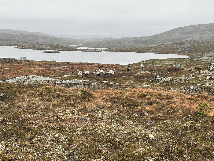 Klicke auf die Grafik für eine vergrößerte Ansicht  Name: 20230-09 Varanger - 004484.jpg Ansichten: 0 Größe: 4,15 MB ID: 3263480