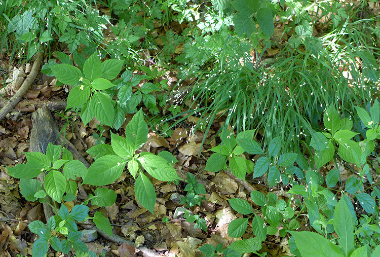 Klicke auf die Grafik für eine vergrößerte Ansicht  Name: Weserberglandweg_388.jpg Ansichten: 0 Größe: 282,9 KB ID: 3263518