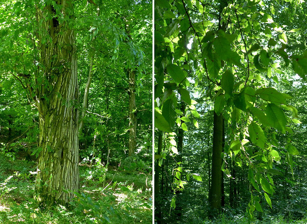 Klicke auf die Grafik für eine vergrößerte Ansicht  Name: Weserberglandweg_389.jpg Ansichten: 0 Größe: 584,8 KB ID: 3263522