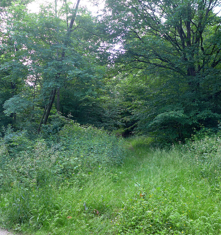 Klicke auf die Grafik für eine vergrößerte Ansicht  Name: Weserberglandweg_392.jpg Ansichten: 0 Größe: 460,2 KB ID: 3263523
