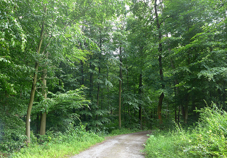 Klicke auf die Grafik für eine vergrößerte Ansicht  Name: Weserberglandweg_428.jpg Ansichten: 0 Größe: 321,5 KB ID: 3264809