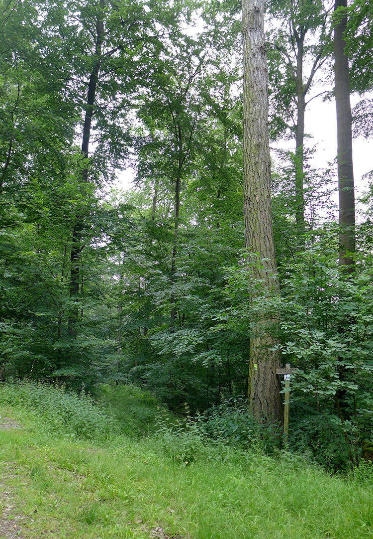 Klicke auf die Grafik für eine vergrößerte Ansicht  Name: Weserberglandweg_441.jpg Ansichten: 0 Größe: 635,1 KB ID: 3264823