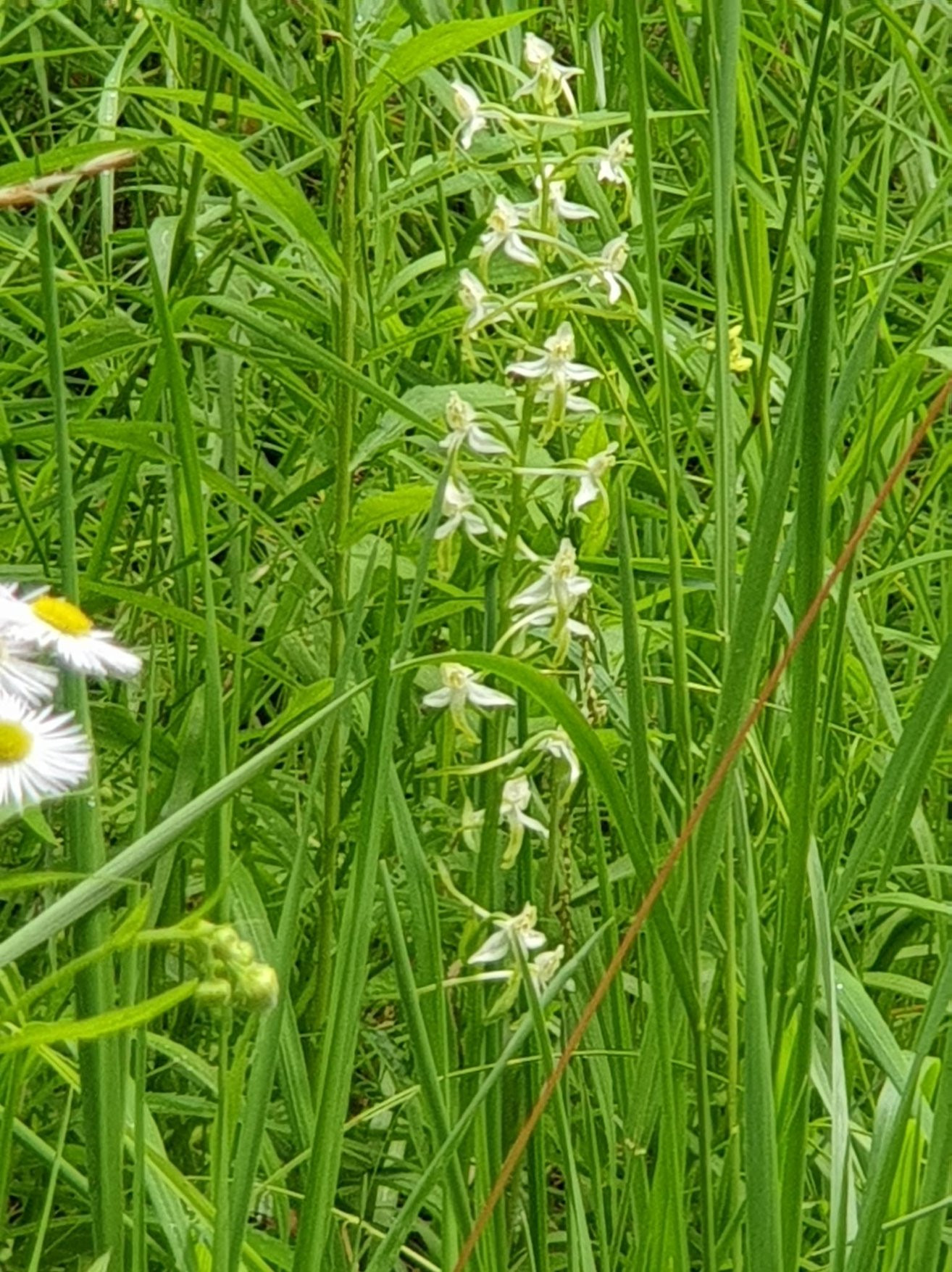 Klicke auf die Grafik für eine vergrößerte Ansicht  Name: Platanthera.jpg Ansichten: 0 Größe: 643,7 KB ID: 3265629