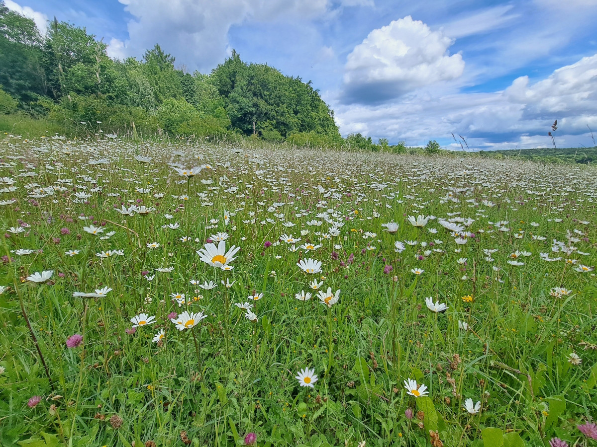 Klicke auf die Grafik für eine vergrößerte Ansicht

Name: lümiewiese.jpg
Ansichten: 742
Größe: 609,0 KB
ID: 3265726