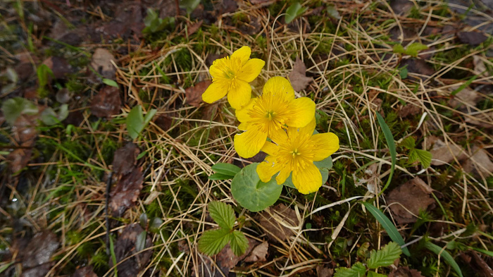 Klicke auf die Grafik für eine vergrößerte Ansicht

Name: DSC07631.jpg
Ansichten: 303
Größe: 582,1 KB
ID: 3265800