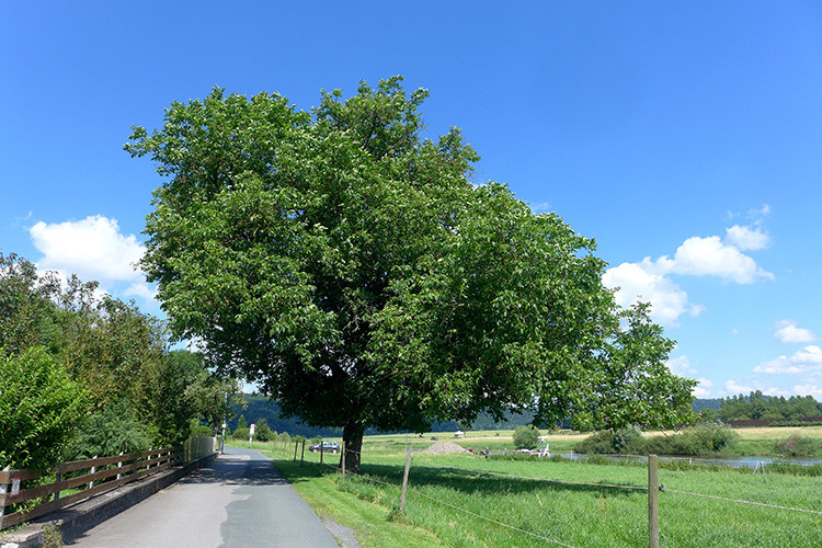 Klicke auf die Grafik für eine vergrößerte Ansicht  Name: Weserberglandweg_451.jpg Ansichten: 0 Größe: 210,1 KB ID: 3265972