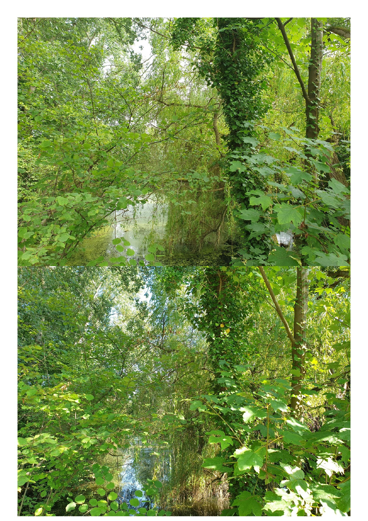 Klicke auf die Grafik für eine vergrößerte Ansicht  Name: Juni_Juli_9.jpg Ansichten: 0 Größe: 1,33 MB ID: 3270250