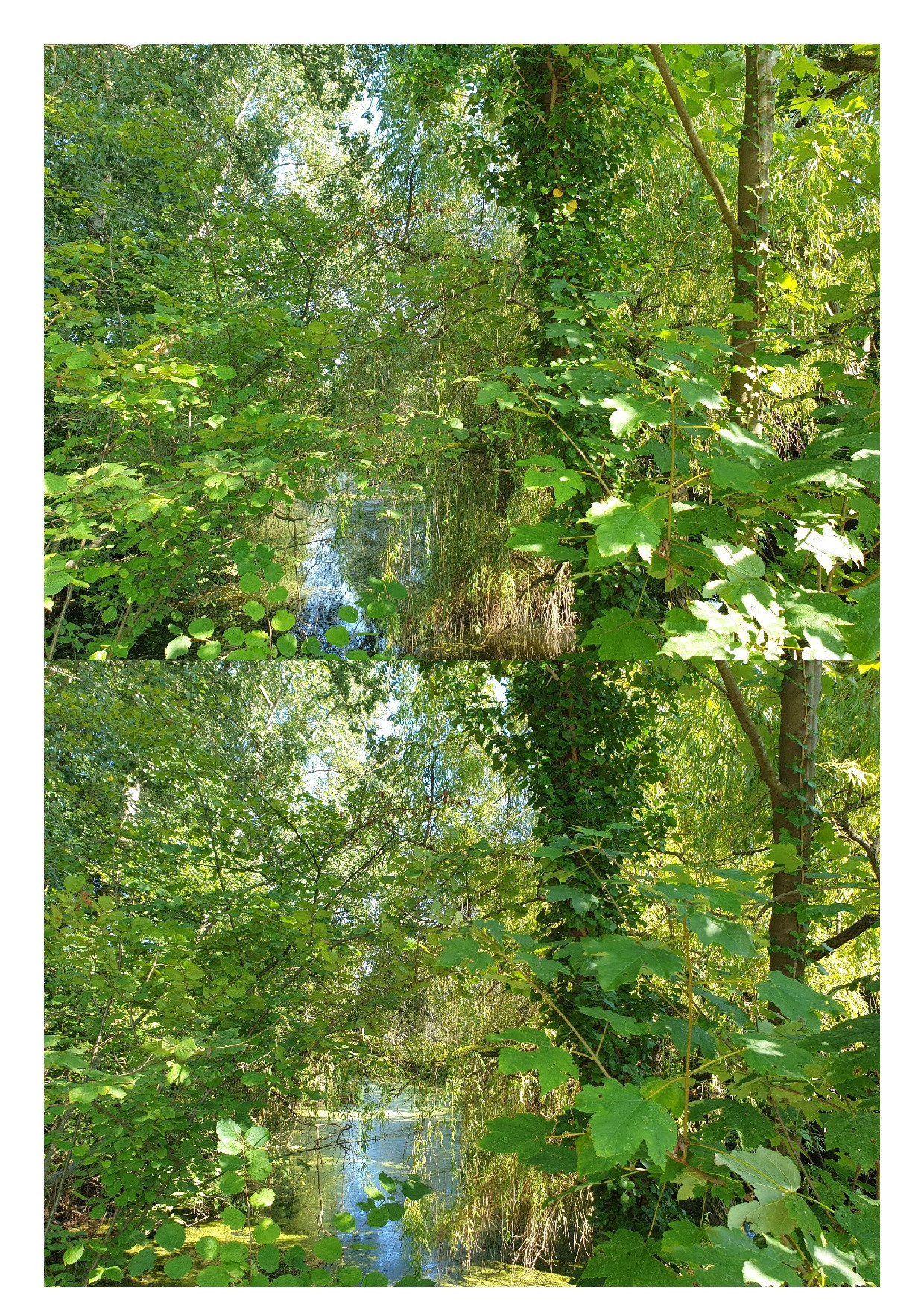 Klicke auf die Grafik für eine vergrößerte Ansicht  Name: Juli_Aug_9.jpg Ansichten: 0 Größe: 1,32 MB ID: 3272482